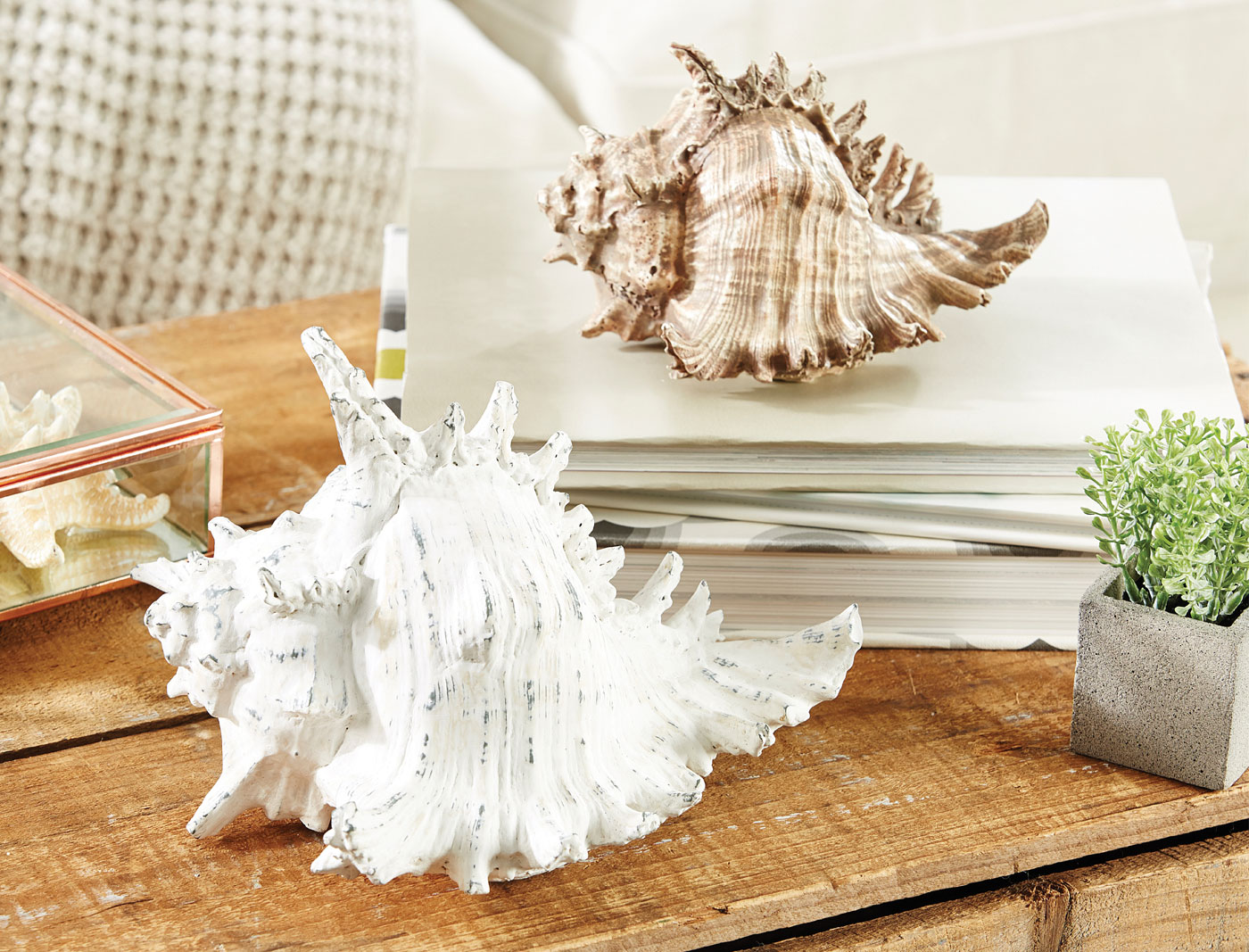 Buy Conch Shell Large Online Bed Bath N' Table