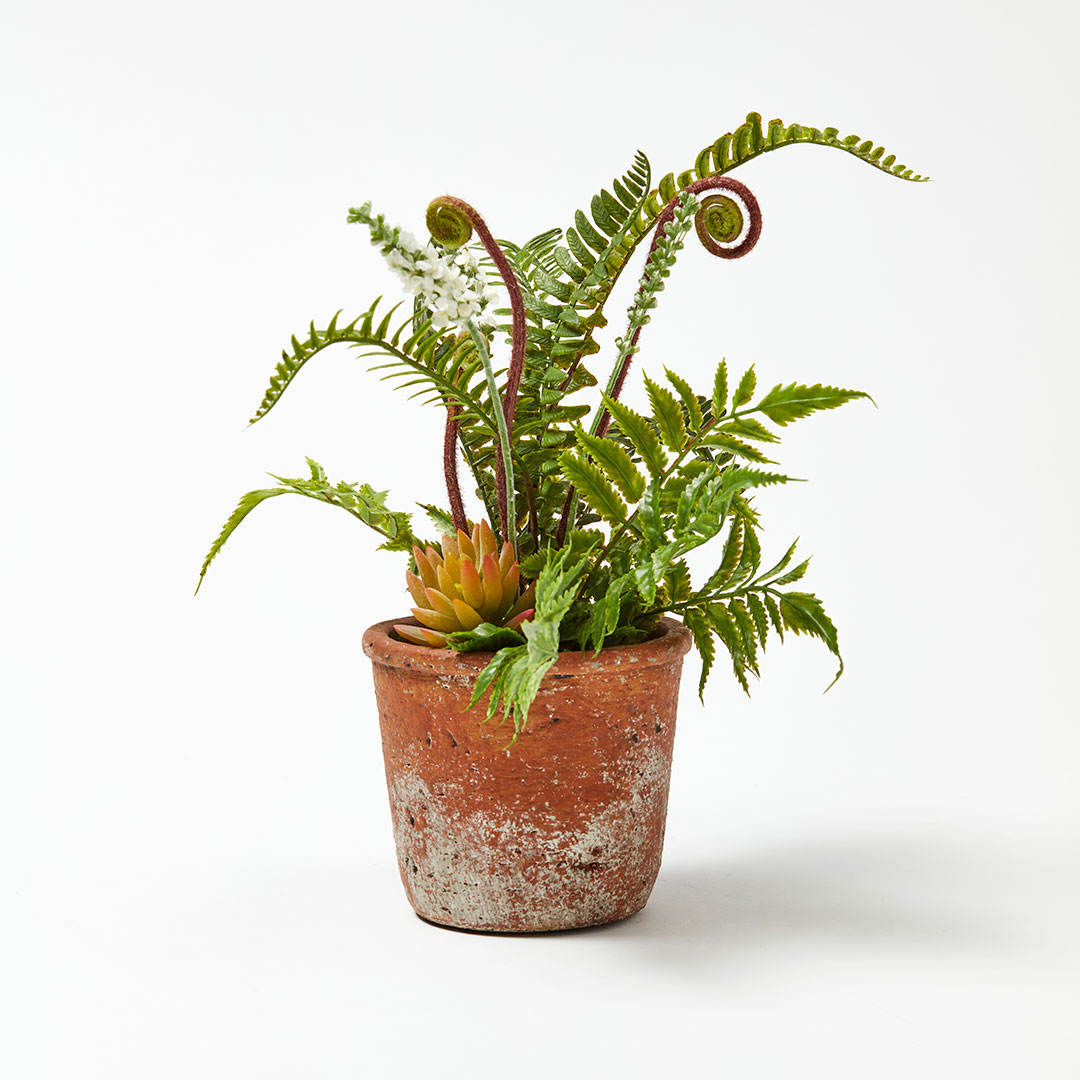 Buy Fern In Terracotta Pot 41cm Online Bed Bath N' Table
