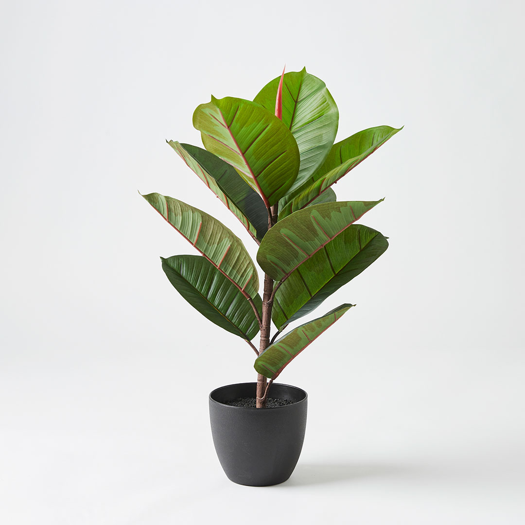 Buy Real Touch Rubber Tree 58cm Online | Bed Bath N' Table